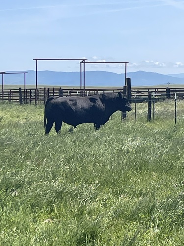 iNaturalist observation photo of Domestic Cattle