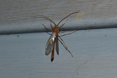 Enicospilus americanus-complex