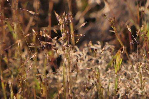 Molineriella laevis, 2025-04-07