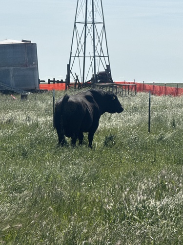 iNaturalist observation photo of Domestic Cattle