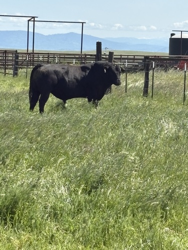 iNaturalist observation photo of Domestic Cattle