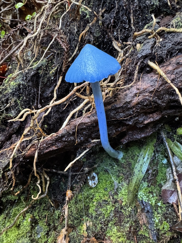 Entoloma hochstetteri · April 2025 · photo: © scholzia (iNaturalist, cc0)