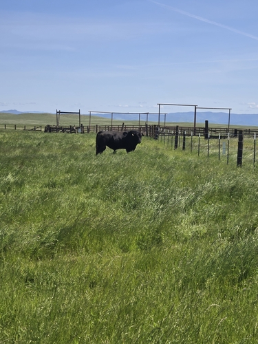 iNaturalist observation photo of Domestic Cattle