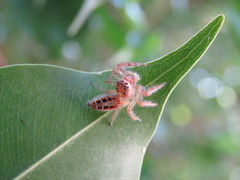 Thyene coccineovittata