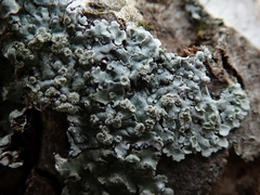 Physcia poncinsii