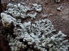 Physcia poncinsii