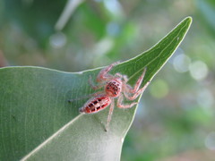 Thyene coccineovittata