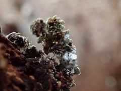 Physcia poncinsii