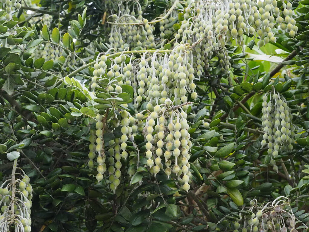 Sophora tomentosa, Okinawa, JP