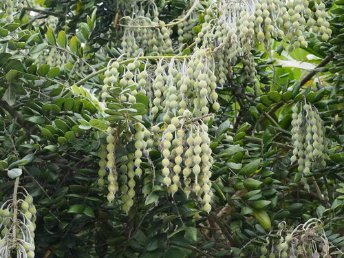 Sophora tomentosa iNat (2)