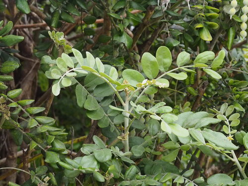 Sophora tomentosa