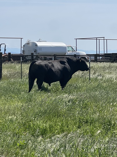 iNaturalist observation photo of Domestic Cattle