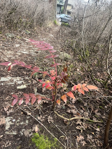 Cascade Barberry foliage