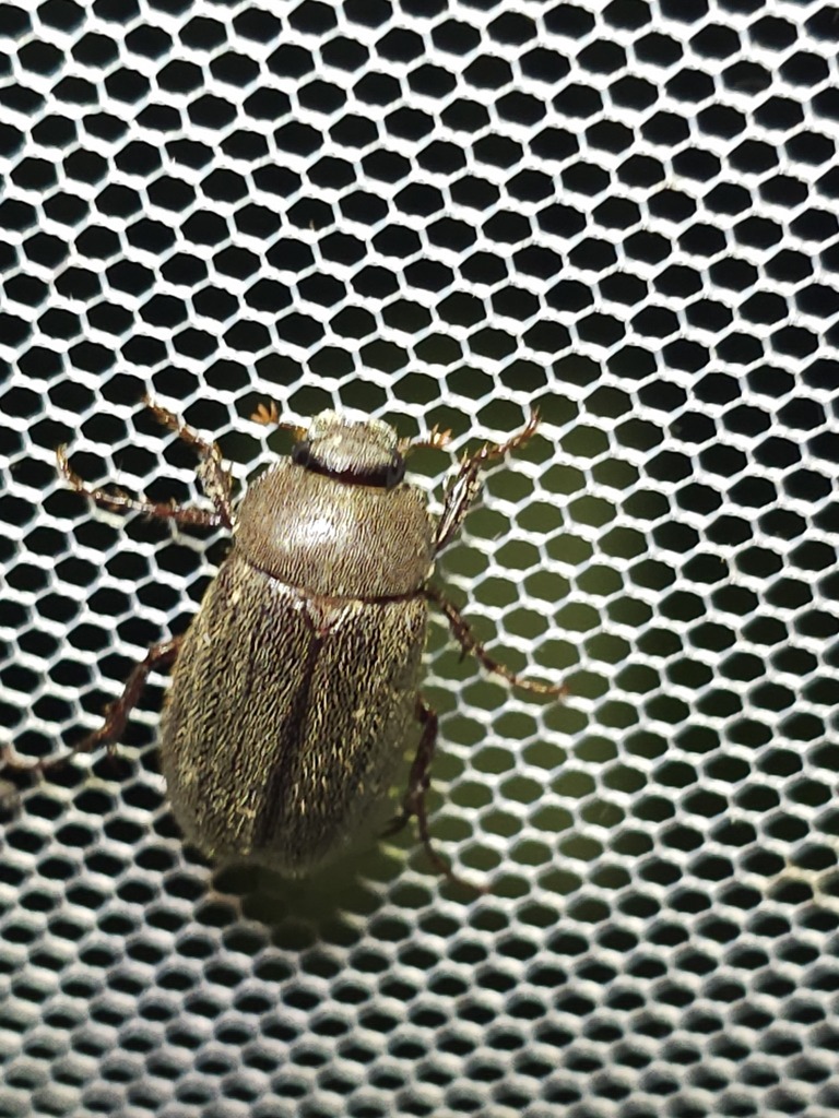 Sophrops holosetosa