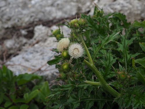 Cirsium brevicaule, photograph 6
