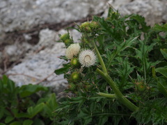 Cirsium brevicaule, photograph (c) Moogoo Lee, some rights reserved (CC BY)