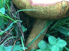 Boletus harrisonii