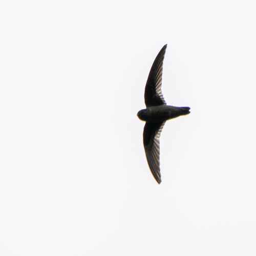 American Black Swift (Cypseloides niger), photo 5