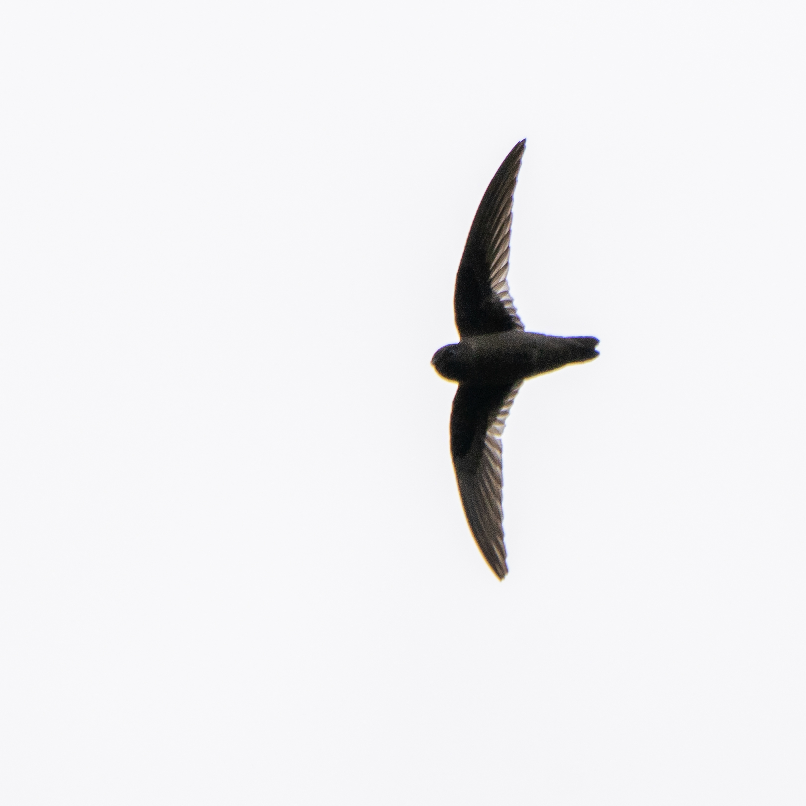 American Black Swift (Cypseloides niger), photo 5