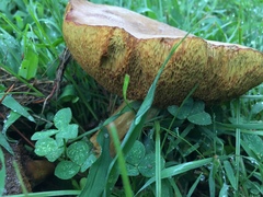 Boletus harrisonii
