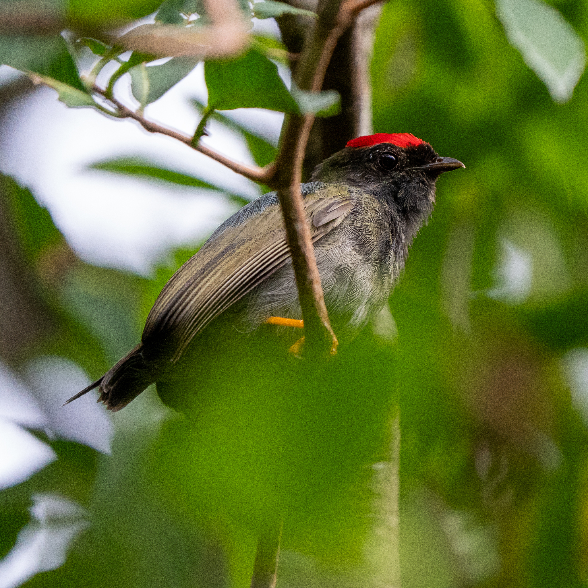 Lance-tailed Manakin (Chiroxiphia lanceolata), photo 9