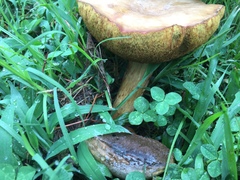 Boletus harrisonii