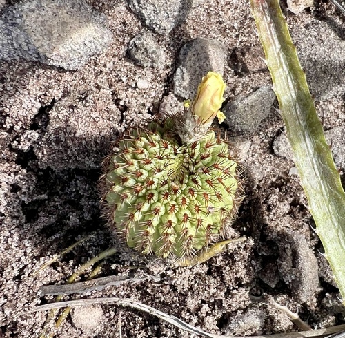 Frailea chiquitana