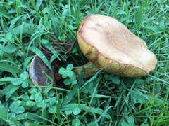 Boletus harrisonii