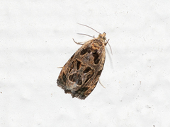 Olethreutes tilianum