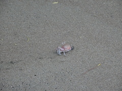 Ocypode gaudichaudii