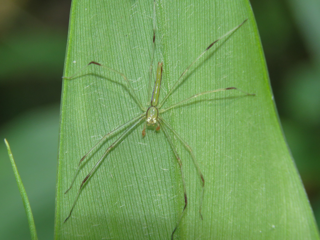 Chinoscopus maculipes