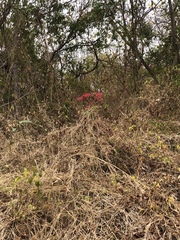 Vasconcellea parviflora