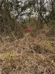 Vasconcellea parviflora