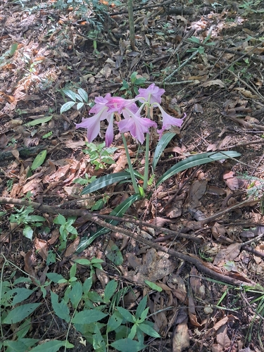 Hippeastrum reticulatum