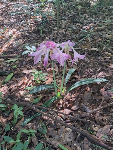 Hippeastrum reticulatum