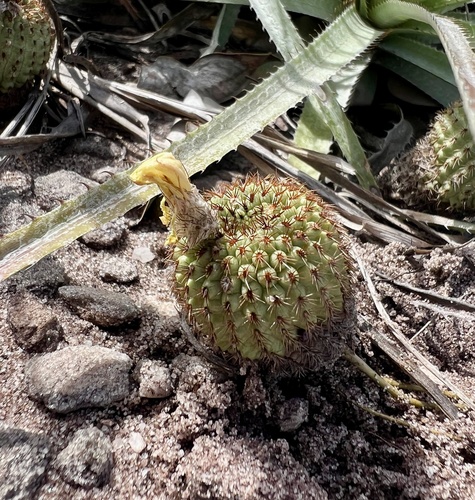 Frailea chiquitana