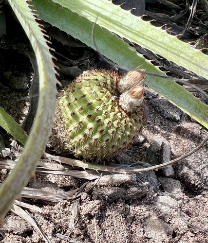 Frailea chiquitana