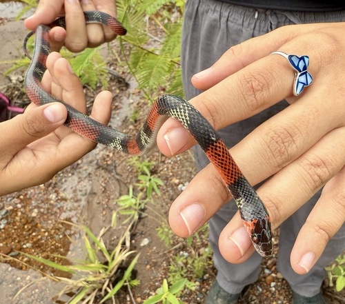 Guibe's Flame Snake