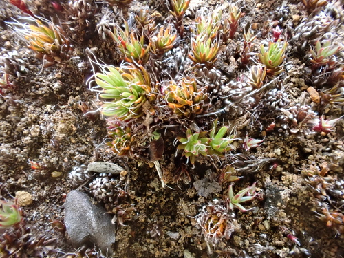 Polytrichum piliferum observed 2025-04-02