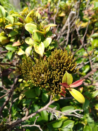 Image of Korthalsella japonica by no rights reserved