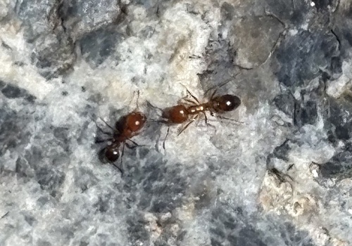 iNaturalist observation photo of Southern Fire Ant
