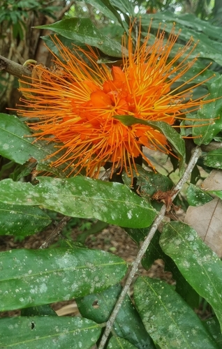 Brownea macrophylla, photograph 6