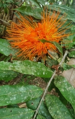 Brownea macrophylla, photograph (c) Denise Dalbosco Dell'Aglio, some rights reserved (CC BY)