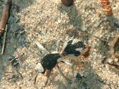 Traumatomutilla bifurca