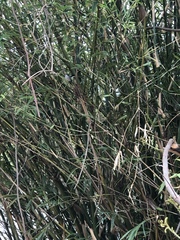 Polioptila bilineata