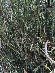 Polioptila bilineata