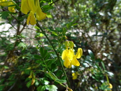 Hippocrepis emerus