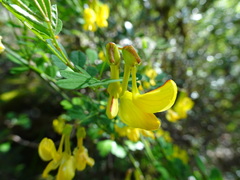 Hippocrepis emerus