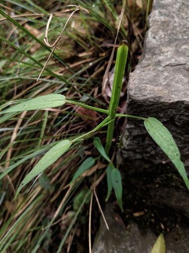 Rubia alata observed 2025-04-08