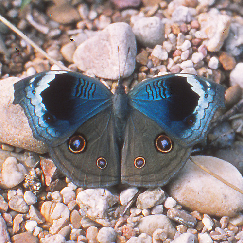 Junonia artaxia (Hewitson, 1864)